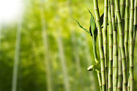 室內植物 竹|竹子怎麼顧？文竹盆栽的徹底照顧指南 